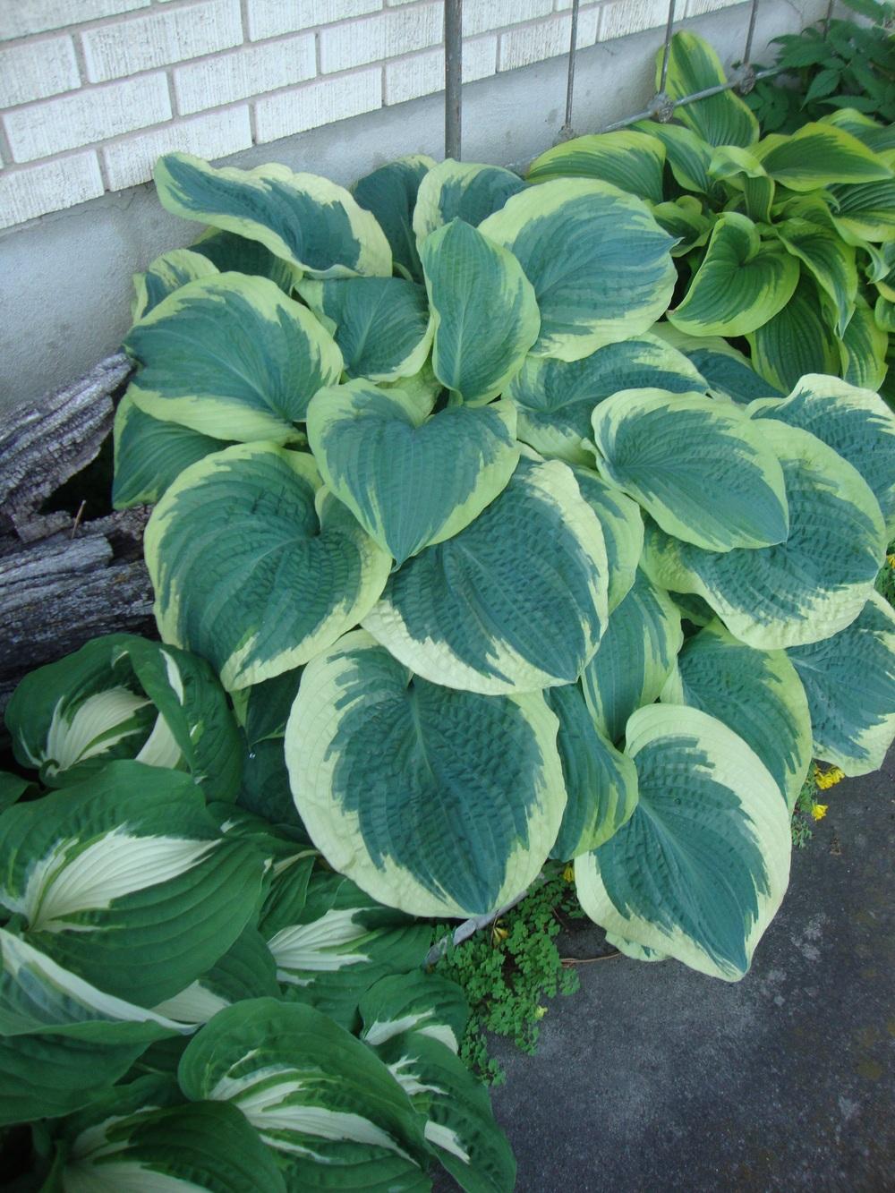 Hosta 'American Halo'